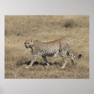 Cheetah 20x15 ", poster