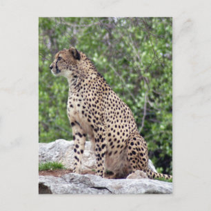 Cheetah 4x6-vykort vykort