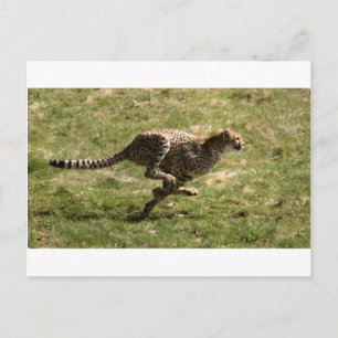 Cheetah (Acinonyx jubatus) fullt gallop Vykort