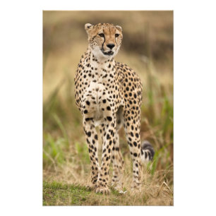 Cheetah, Acinonyx jubatus, i Masai Mara Fototryck