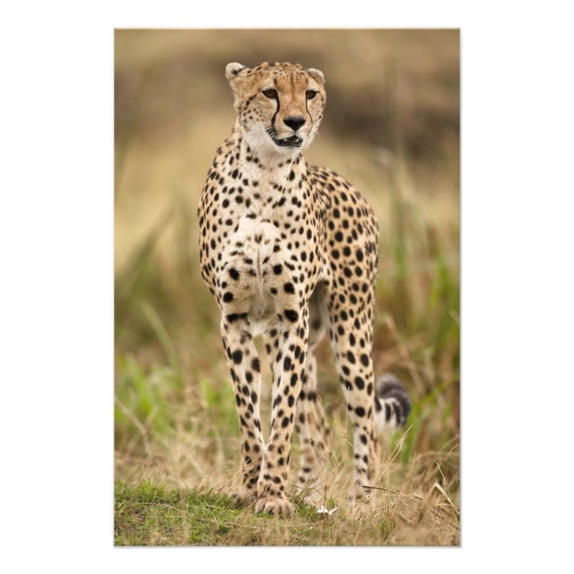 Cheetah, Acinonyx jubatus, i Masai Mara Fototryck (Framsidan)