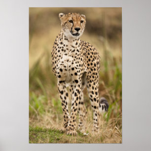 Cheetah, Acinonyx jubatus, i Masai Mara Poster