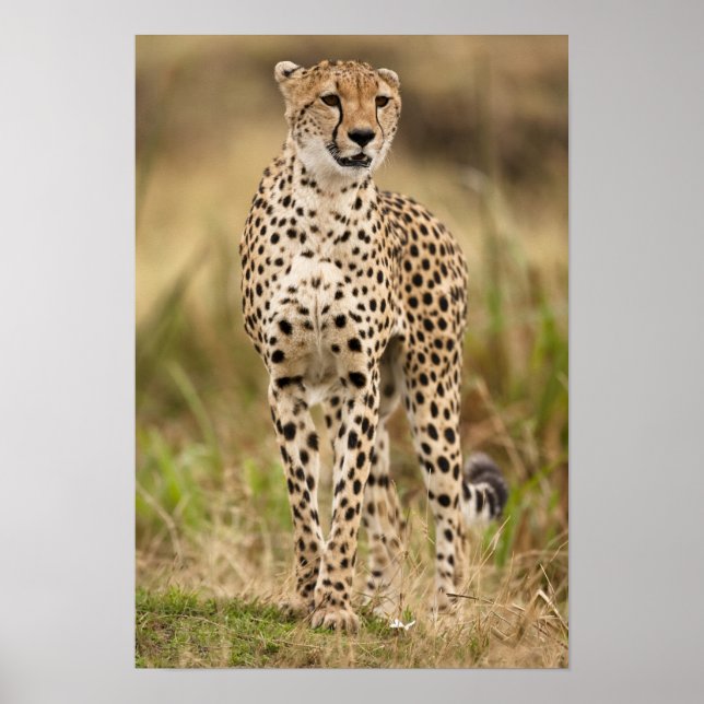Cheetah, Acinonyx jubatus, i Masai Mara Poster (Framsidan)