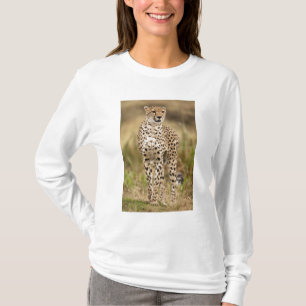 Cheetah, Acinonyx jubatus, i Masai Mara Tee Shirt