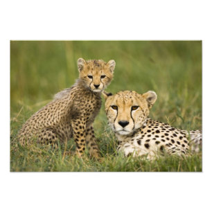 Cheetah, Acinonyx jubatus, med Unge Fototryck