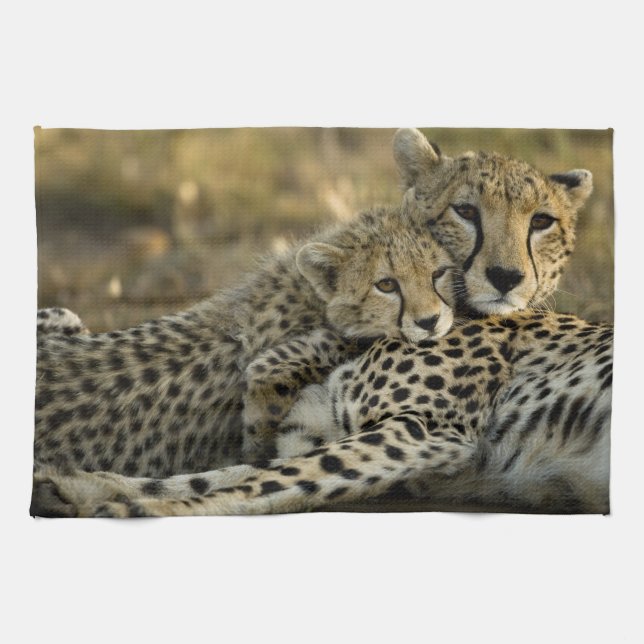 Cheetah, Acinonyx jubatus, med unge i Masai 2 Kökshandduk (Horisontell)