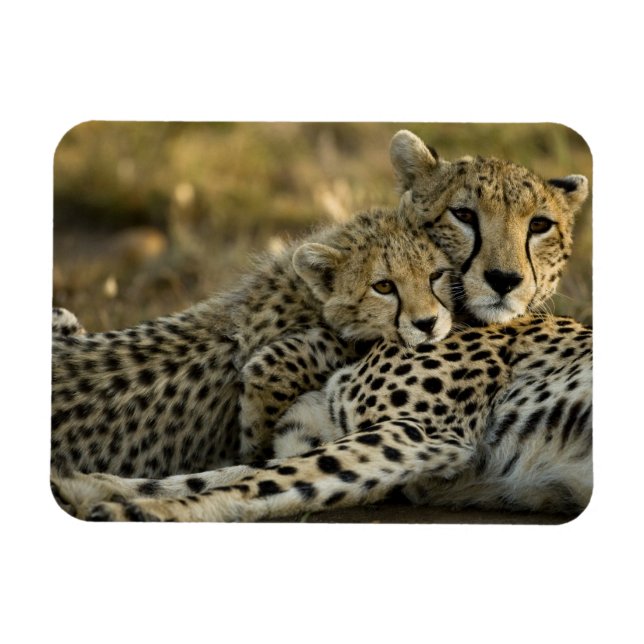 Cheetah, Acinonyx jubatus, med unge i Masai 2 Magnet (Horisontell)