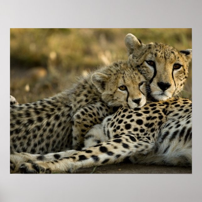 Cheetah, Acinonyx jubatus, med unge i Masai 2 Poster (Framsidan)