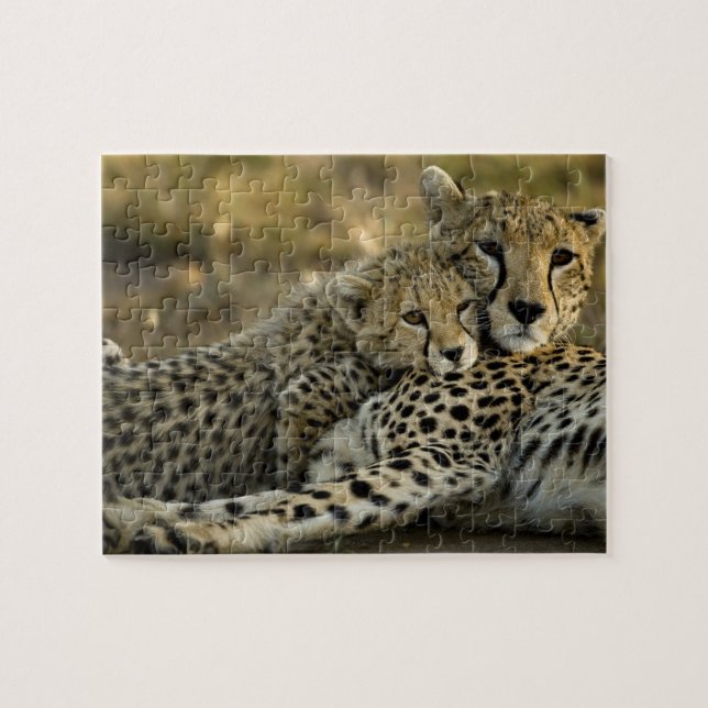 Cheetah, Acinonyx jubatus, med unge i Masai 2 Pussel (Horisontell)