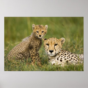 Cheetah, Acinonyx jubatus, med Unge Poster