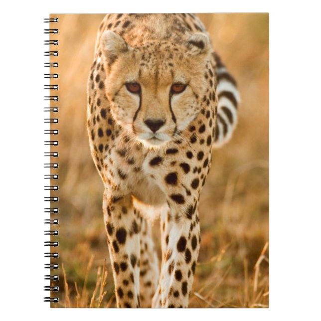 Cheetah (Acinonyx Jubatus) Porträtt, Maasai Anteckningsbok (Framsidan)