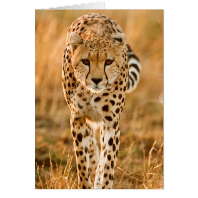 Cheetah (Acinonyx Jubatus) Porträtt, Maasai Hälsningskort (Framsidan)