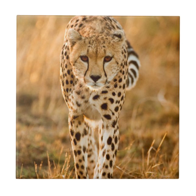 Cheetah (Acinonyx Jubatus) Porträtt, Maasai Kakelplatta (Framsidan)