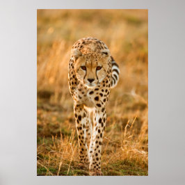 Cheetah (Acinonyx Jubatus) Porträtt, Maasai Poster