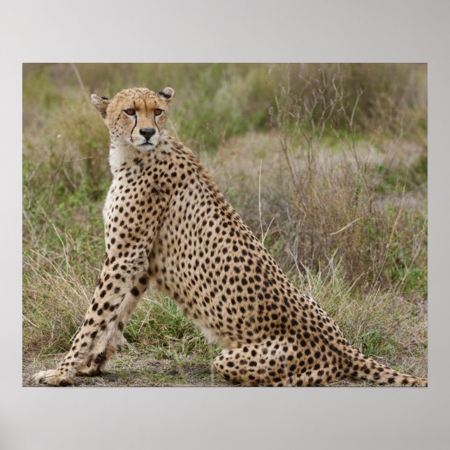 Cheetah, Acinonyx jubatus, Serengeti Poster (Framsidan)