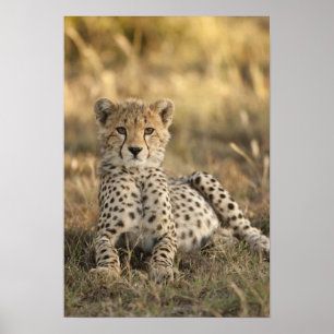 Cheetah, Acinonyx jubatus, unge, värpning Poster
