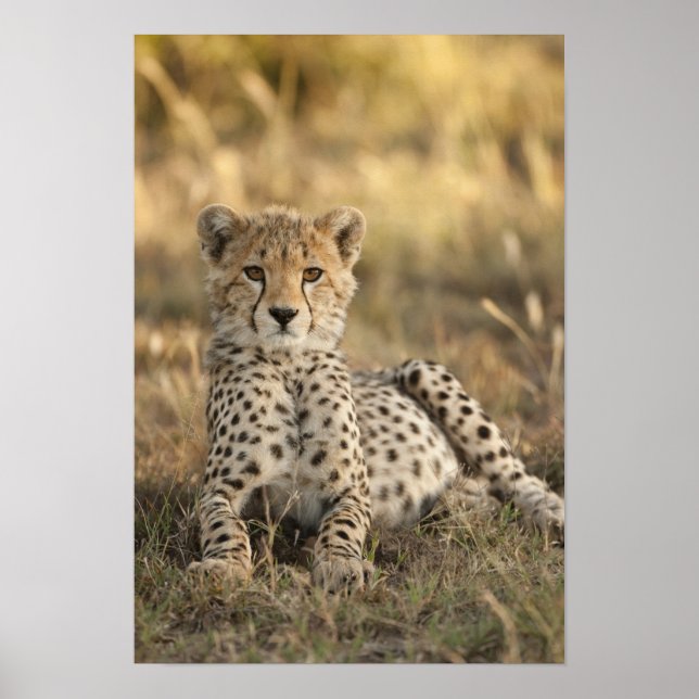 Cheetah, Acinonyx jubatus, unge, värpning Poster (Framsidan)
