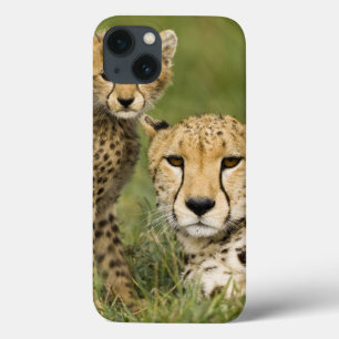 Cheetah Acinonyxjubatus, med ungen i