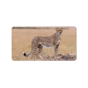Cheetah Adressetikett
