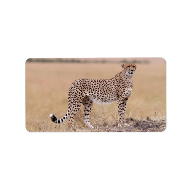 Cheetah Adressetikett (Framsidan)