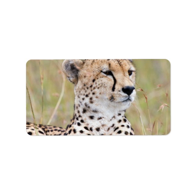Cheetah Adressetikett (Framsidan)