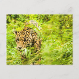 Cheetah Animal Vykort