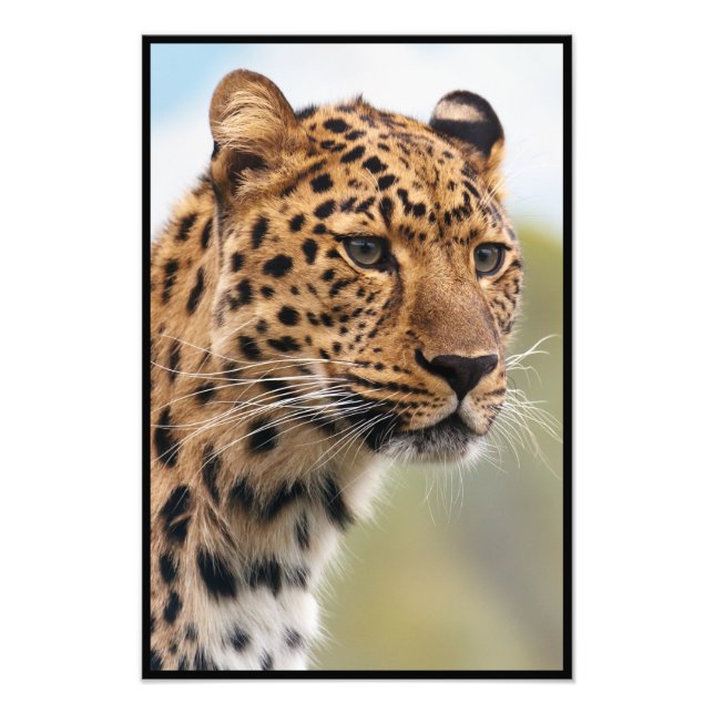 Cheetah Ansikte Fototryck (Framsidan)