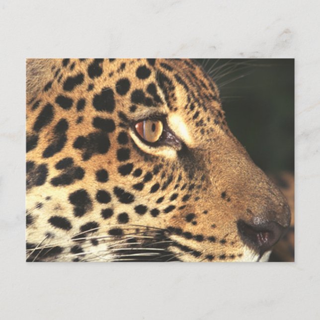 Cheetah Ansikte Vykort (Framsida)