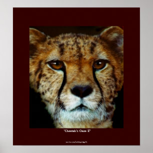 CHEETAH ANSIKTE Wildlife Art Poster