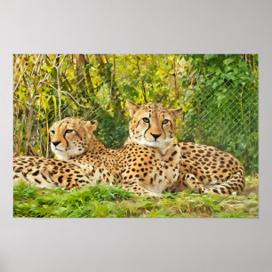 Cheetah Assions - Resten i Vilden" Poster