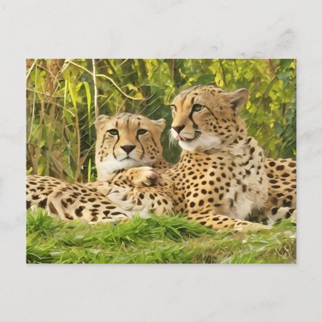 Cheetah Assions - Resten i Vilden Vykort (Framsida)
