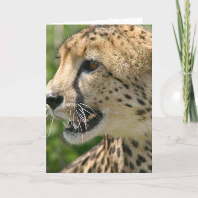 Cheetah Attack-hälsningskort Kort (Framsida)
