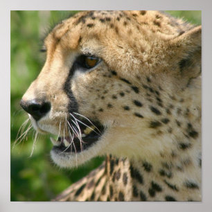 Cheetah Attack Poster Skriv ut
