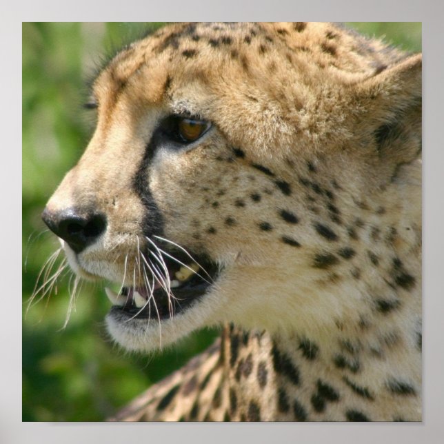Cheetah Attack Poster Skriv ut (Framsidan)