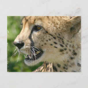 Cheetah Attack-vykort Vykort