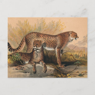Cheetah av Joseph Varg Vykort