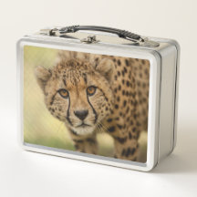 Cheetah - Big Cat