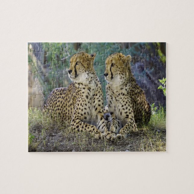 cheetah Big Cats. Pussel (Horisontell)