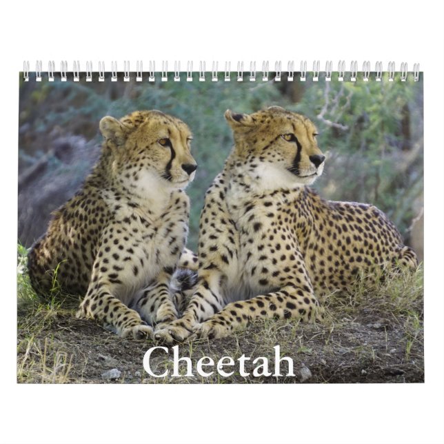 Cheetah Calendar Kalender (Omslag)