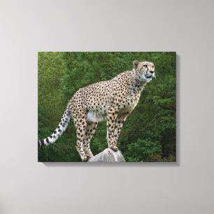 Cheetah Canvastryck