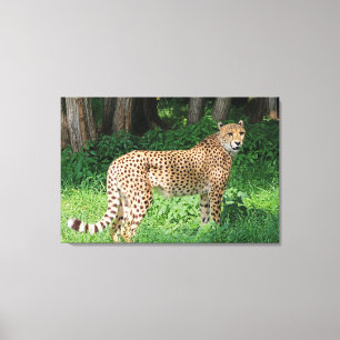 Cheetah Canvastryck