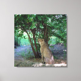 Cheetah Canvastryck