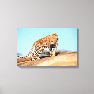 Cheetah Canvastryck