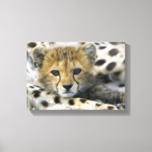 Cheetah Canvastryck