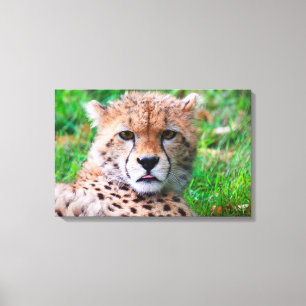 Cheetah Canvastryck