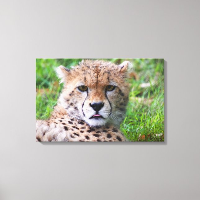 Cheetah Canvastryck (Framsida)