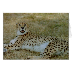 Cheetah Card Hälsningskort