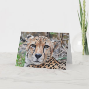 Cheetah Cat Art Porträtt Note-kort Kort