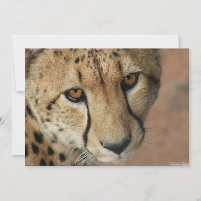 Cheetah Cat-inbjudan Inbjudningar (Framsida)