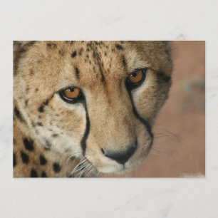 Cheetah Cat-inbjudan Inbjudningar